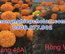 NÔNG NGHIỆP CHỢ LỚN