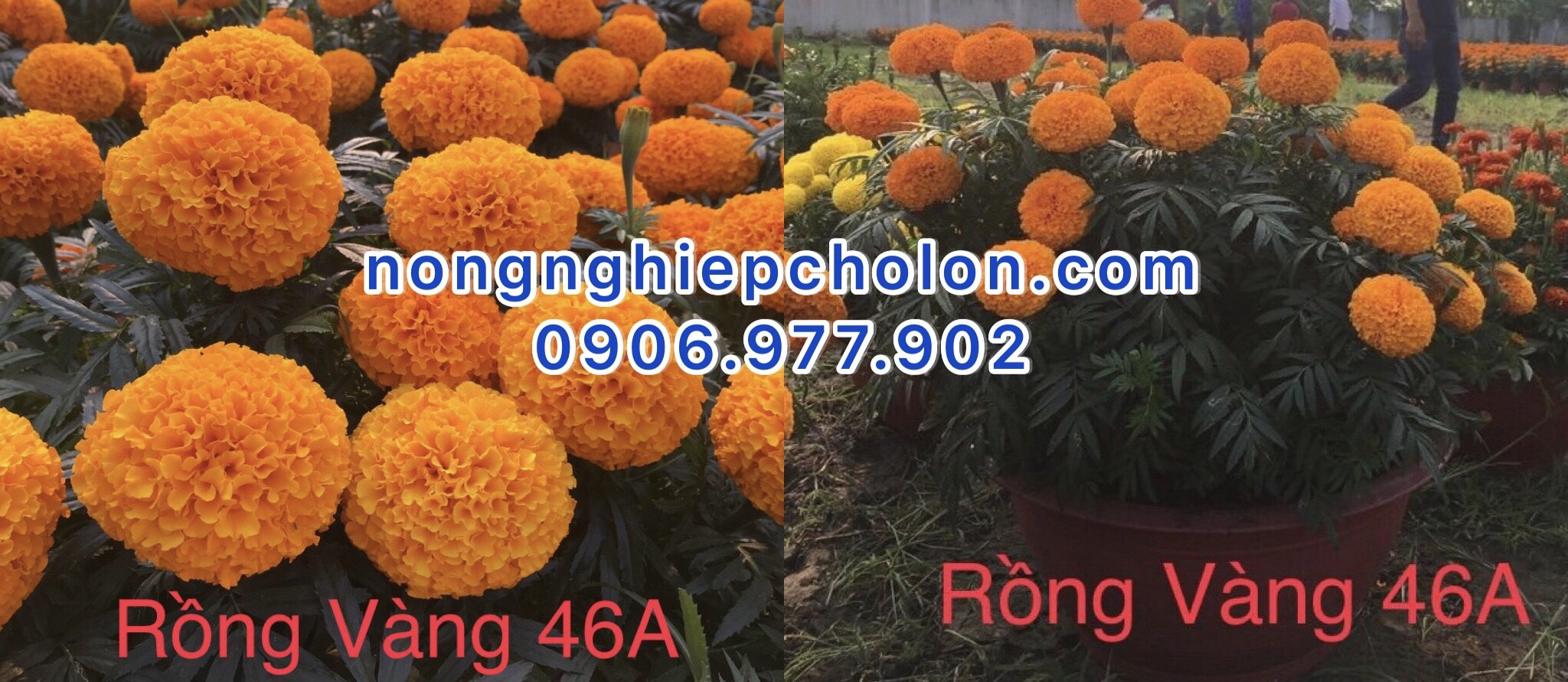 ở đâu bán hạt giống hoa vạn thọ giá rẻ