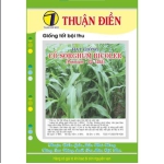 HẠT GIỐNG CỎ SORGHUM BICOLER (CỎ BẮP) THUẬN ĐIỀN 