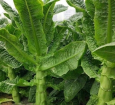Vật tư khác
