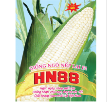 HẠT GIỐNG NGÔ NẾP LAI F1 HN88