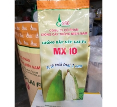HẠT GIỐNG NGÔ NẾP LAI F1 MX10
