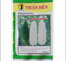 HẠT GIỐNG BẮP NẾP NÙ THUẬN ĐIỀN