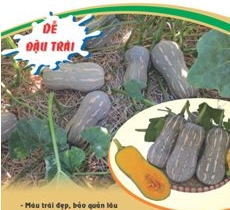 Bí đỏ hạt đậu Đồng Tiền vàng - supper dream 59 ( gói 100 hạt )