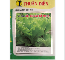 HẠT GIỐNG CẢI BẸ MÀO GÀ THUẬN ĐIỀN