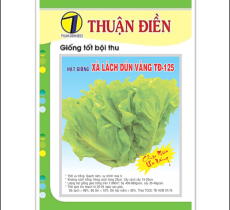 HẠT GIỐNG XÀ LÁCH DÚN VÀNG ( CHỊU MƯA ) THUẬN ĐIỀN