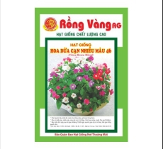 Hoa dừa cạn đứng nhiều màu ( số 46 )