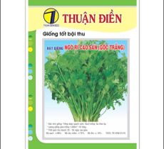 Hạt Giống Ngò Rí Cao Sản Gốc Trắng
