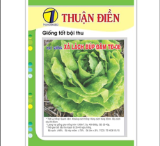 HẠT GIỐNG XÀ LÁCH BÚP ĐĂM THUẬN ĐIỀN