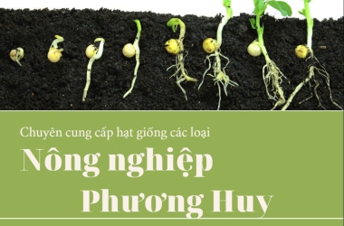 CUNG CẤP SỈ HẠT GIỐNG UY TÍN - NÔNG NGHIỆP PHƯƠNG HUY