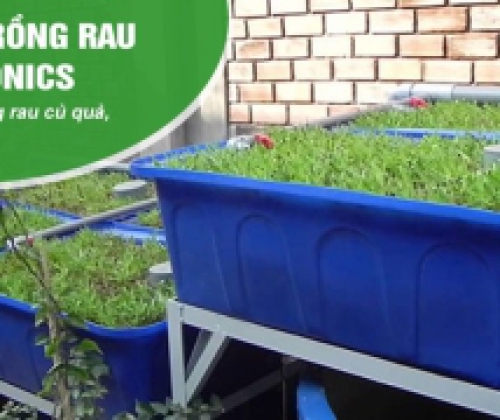 Trồng rau bằng hệ thống aquaponics ở giai đoạn đầu khi mới thả cá, lượng phân từ cá không đủ cung cấp dinh dưỡng khiến cây bị thiếu chất vậy có bổ sung phân bón cho rau có được không? Có ảnh hưởng tới cá không?