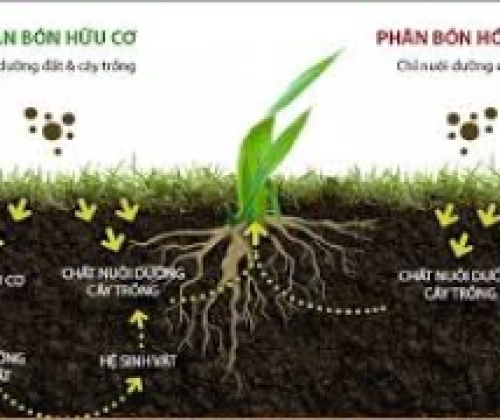 Xử lý đất trồng bị thừa phân, thừa dinh dưỡng như thế nào?