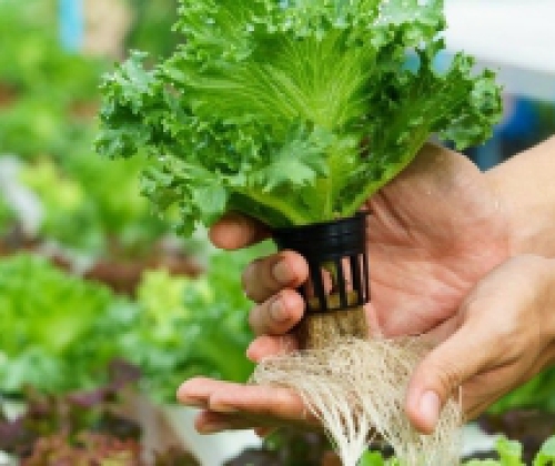 TÌM HIỂU MỘT SỐ PHƯƠNG THỨC TRỒNG RAU THỦY CANH
