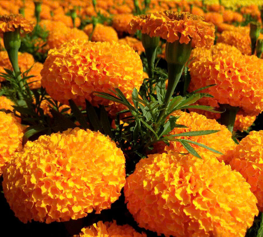 Vạn thọ cao lỡ