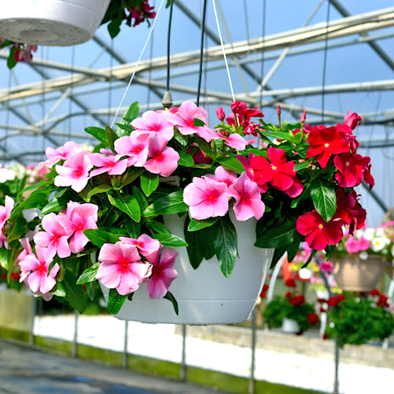 hoa dừa cạn đứng nhiều màu