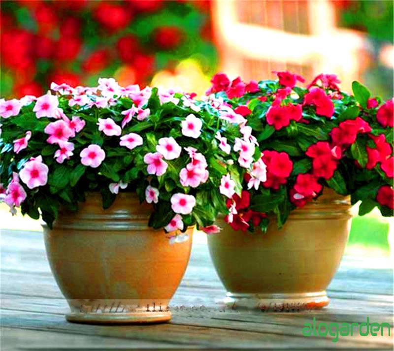 hoa dừa cạn đứng nhiều màu