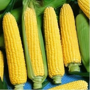 hạt giống bắp ngọt