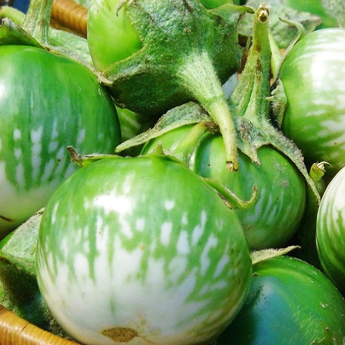 Hạt Giống Cà Ngọt