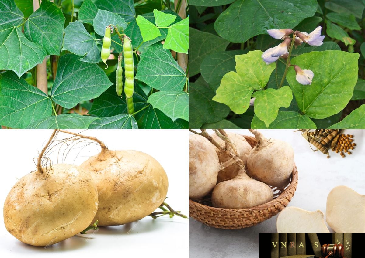 Hạt Giống Củ Đậu
