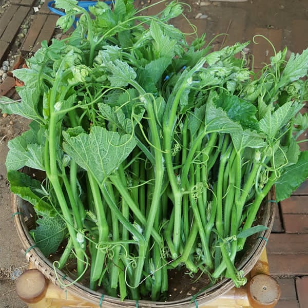 Hạt Giống Bí Đỏ Ăn Ngọn