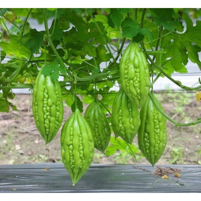 hạt giống khổ qua f1 trái ngắn