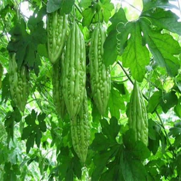 hạt giống khổ qua trái dài f1