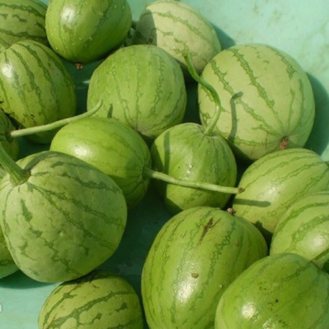 Hạt Giống Dưa Nụ