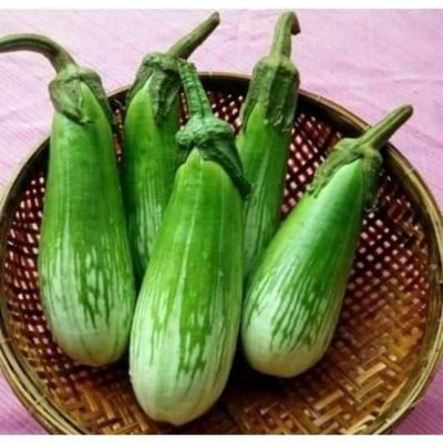 hạt giống cà xanh sọc lem