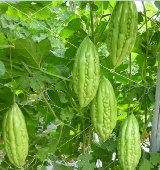 hạt giống khổ qua f1 trái ngắn 