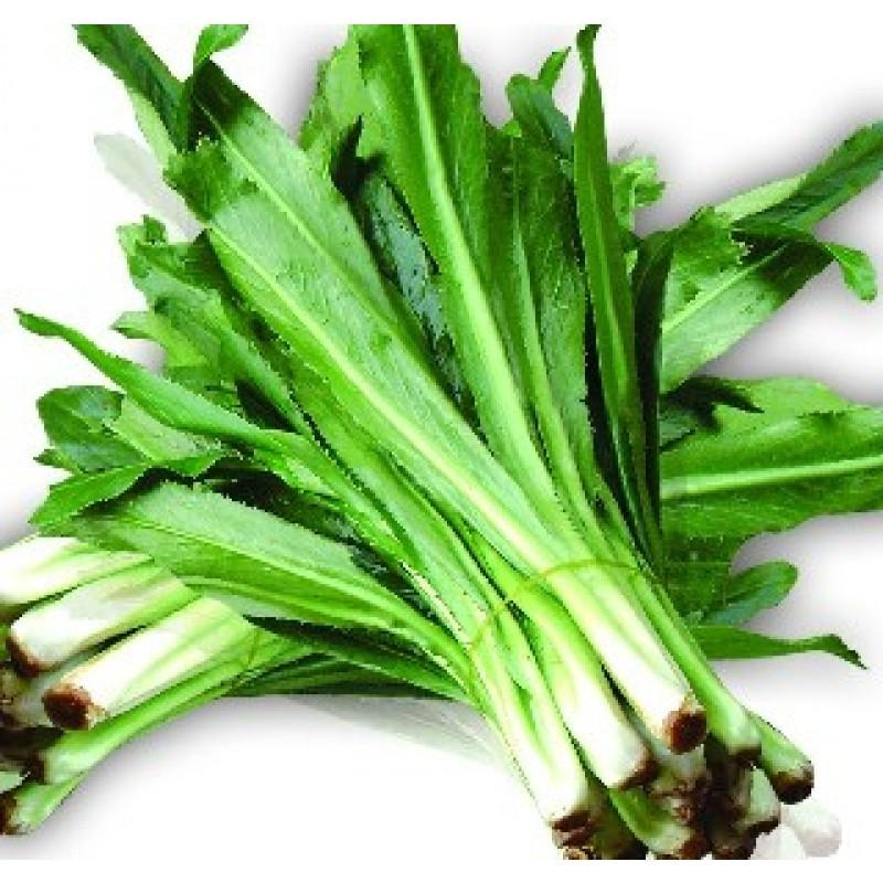 hạt giống ngò gai