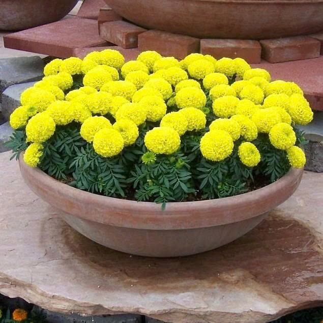 vạn thọ lùn