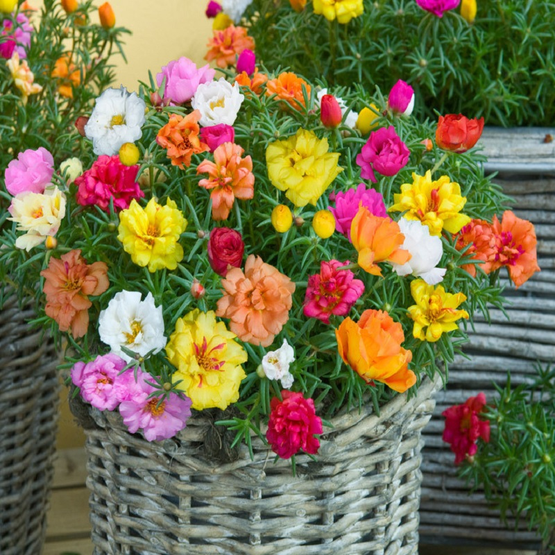 hoa 10 giờ mỹ kép