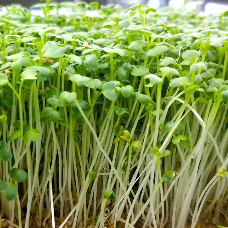 hạt giống rau mầm trắng
