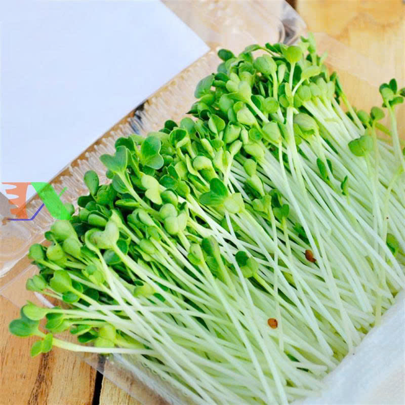 hạt giống rau mầm trắng